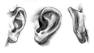 How to Draw Ears  Anatomy and Structure [upl. by Drhcir]