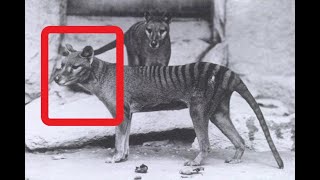 Wildlife Biologist Breaks Down Recent Thylacine Photo Evidence [upl. by Edmon190]