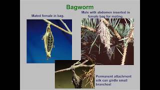 Module8 Foliage eatingInsects bagworm tentcats webworms 2019 [upl. by Dorkus]