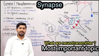 179 Synapse  Neurotransmission  Fsc 2nd year biology [upl. by Ditter759]