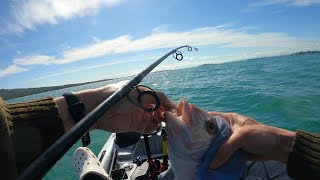 kayak fishing near rangitoto island 4km from narrow neck beach 3 snappers early morning till noon [upl. by Kristel]