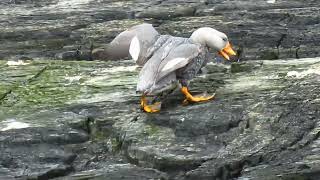 Fuegian Steamer Duck  near endemic [upl. by Araid]