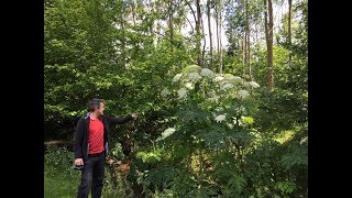 Giant Hogweed Heracleum mantegazzianum Highly dangerous plant [upl. by Farrah]