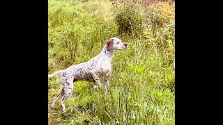 Vorstehhund Braque du Bourbonnais CIBJ VDHESgr GW EJSgr GJW AJW Felicia Fleur vom Elstermann Hof [upl. by Kirsten]