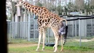 Giraffes Giving Birth at Zoo [upl. by Hadihahs]