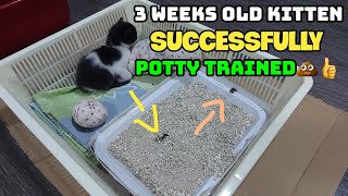 How I potty trained my 3 weeks old kitten  Potty training kitten successfully [upl. by Anitteb476]