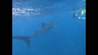 swimming with whale sharks [upl. by Julius]