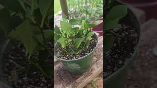 My attempt to root citrus [upl. by Arlie]