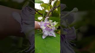 Фоэтида красная  Ciliata пассифлора  Ciliata  rote Foetida foetida фоэтида пассифлора ciliata [upl. by Eliza]