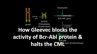 Gleevec mechanism of action [upl. by Lamb740]