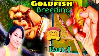 Gold Fish Breeding Project  Gold Fish Breeding setup lodedgoldfish goldfishtank fishvlog [upl. by Aggappera223]