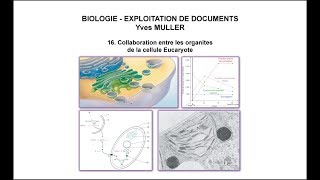 16 Collaboration entre les organites de la cellule Eucaryote [upl. by Adym]