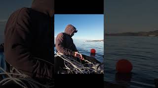 I Caught a Sea Monster in Kaikoura fishing kayakfishing crayfish [upl. by Corey886]