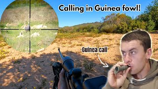 Calling in Guinea Fowl Am I the only one doing it 22 LR Guineafowl Hunting [upl. by Etteluap]