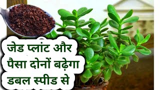 जेड प्लांट और पैसा दोनों बढ़ेगा डबल स्पीड से Jade plant care amp Growing tipsJade plant propagation [upl. by Odlamur625]