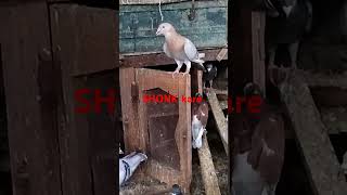 Goldan jard bandpigeon india trending viralvideos [upl. by Arlena]