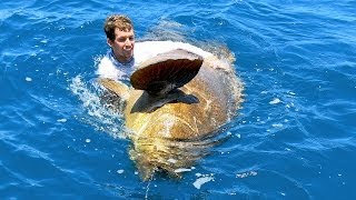 Enormous Goliath Grouper caught using a Handline [upl. by Zoa]