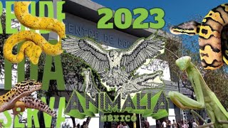 🐢🦎🐇🐓 ANIMALIA 2023 parte 1  en Tlatelolco cdmx [upl. by Esorylime]