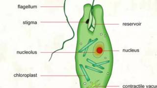 WHAT ARE EUGLENA  THE BASICS 2021 [upl. by Skutchan]