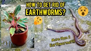 How Get Rid of Earthworms in plant Soil Paano paalisin ang mga Bulate sa lupa  GOOD HEIGHTS [upl. by Letsou]