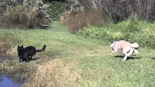 SLO MO SIBERIAN HUSKY Off Leash Recall and AXEL GSD E COLLAR PAGER [upl. by Prissie]