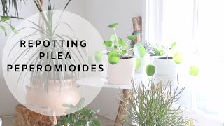 Houseplant Care  Repotting Pilea Peperomioides [upl. by Bencion48]