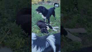 Greek shepherd Vs karakachan shepherd puppy doglover σκύλοσ carnilove ktenasgroup [upl. by Anemij]