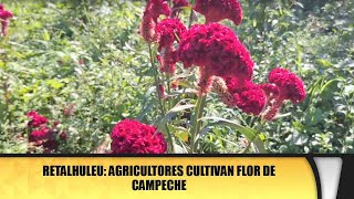 Retalhuleu Agricultores cultivan flor de Campeche [upl. by Amles207]