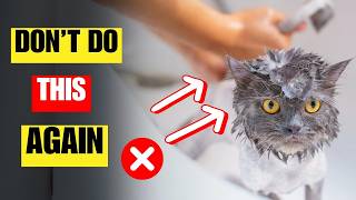 Bathing your cat is WRONG  Stop doing it only a few exceptions [upl. by Donavon306]