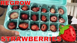 Regrow Strawberries In Egg CartonTommy’s Carolina Homestead Planting Seeds In Egg Cartons [upl. by Stinky189]