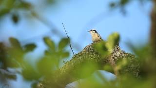 Nuthatch Proclaiming its Territory [upl. by Rafa]