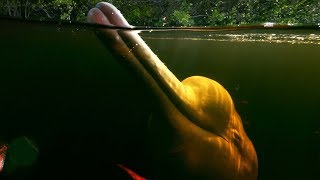 Pink River Dolphins Of The Amazon Rainforests Hunting Secret  Earths Great Rivers  BBC Earth [upl. by Ellenrahs]