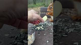 Eichhörnchen lehnt Vitamine ab wald squirrel wildlife [upl. by Anaylil]