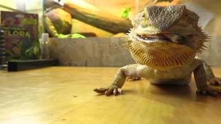 Pogona vitticeps mange des criquets [upl. by Lucila]