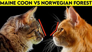 Maine Coon Vs Norwegian Forest Cat  How To Identify Them [upl. by Merritt]