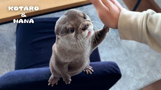 キレイ好きなカワウソだけが見せる変わったルーティン Handsomest Otter Shows Us How to Look Sharp [upl. by Olimac]