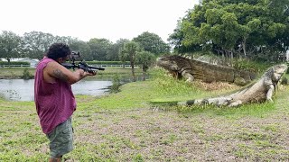 Iguanas Take over Private Backyard Peninsula Hunting iguanas with Air Rifle [upl. by Freddie]