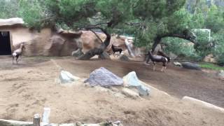 Bontebok at San Diego Zoo [upl. by Madalyn828]