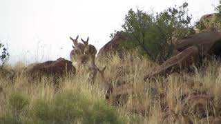 Mountain Reedbuck [upl. by Yanarp900]