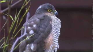 Sparrowhawk  Accipiter nisus [upl. by Hardi]