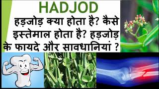 Introduction of Hadjod How to use it Benefits amp precautions of hadjod fitworldhealthcare Bones [upl. by Yerfoeg]