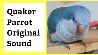 Quaker Parrot Sounds  Noises  Quaking  Quaker Parrot Natural sound [upl. by Terryn]