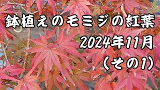 鉢植えモミジの紅葉（その1 [upl. by Ahsiat]