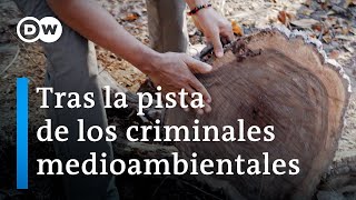 Asesinar por madera el brutal negocio de la mafia maderera  DW Documental [upl. by Aseefan]