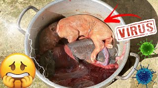 A Day of Birth and Loss  Sows have difficulty giving birth call veterinarian to help episode 1 [upl. by Analram]