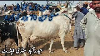 tharparkar kankrej king cow for meat  Sindhi Cattle Market  Hyderabad mandi update  Nov 13 2024 [upl. by Quincey]