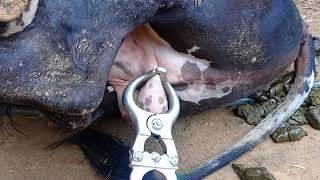 Bull Castration by close method By Burdizzo castrator [upl. by Llednor]