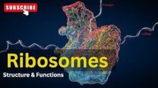 Ribosomes Structure and Function Lecture2 Part5 Biological World🐛🍀 [upl. by Aldon]