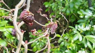 Contorted Hazels Pretty and Productive Nut Trees [upl. by Fadiman]