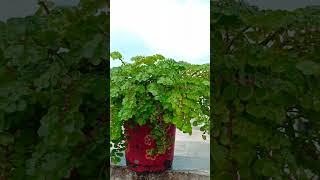 Pilea microphylla plant shorts ytshorts viralshorts [upl. by Uund]